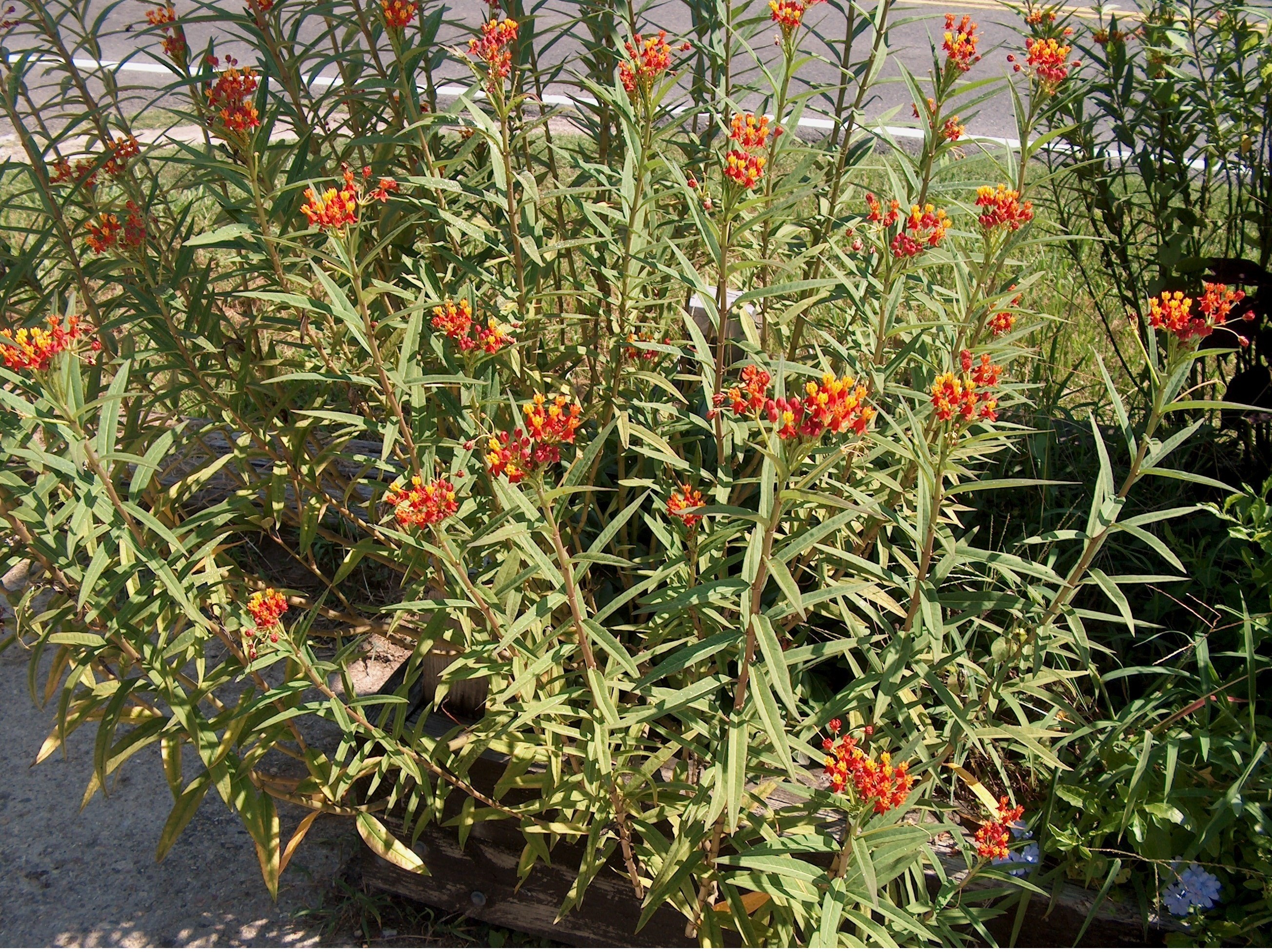 Asclepias currassavica. Bloodflower. Sonoran native perennial shrub